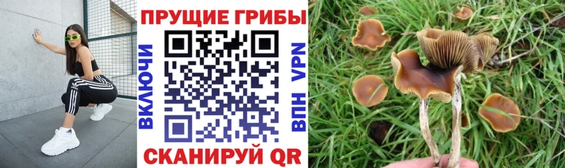 Псилоцибиновые грибы прущие грибы  Курчалой 